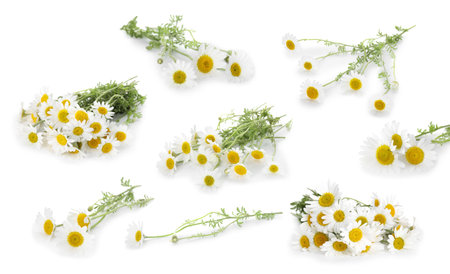 Beautiful chamomile flowers on white background, collageの写真素材