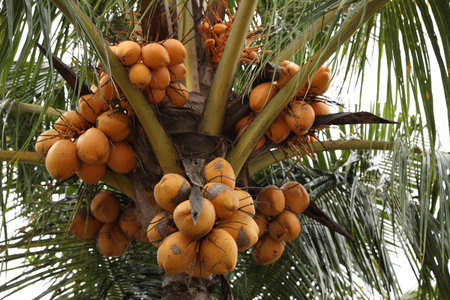 Coconuts growing on palm tree outdoors, low angle viewの写真素材