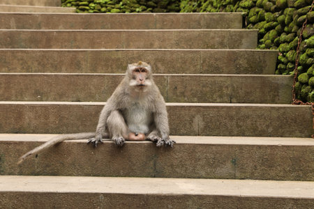 Cute monkey sitting on stone stairs outdoors
