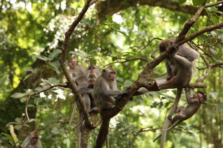 Cute monkeys sitting on tree in forest
