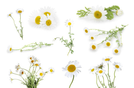 Beautiful chamomile flowers on white background, collageの写真素材