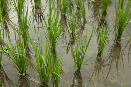 Rice plants ripening in paddy field, closeupの写真素材