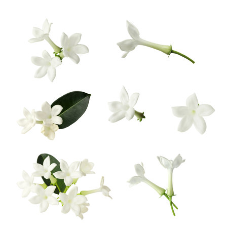 Beautiful small jasmine flowers and green leaves isolated on white, setの写真素材