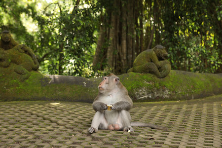 Cute monkey with food on concrete grass pavers in park