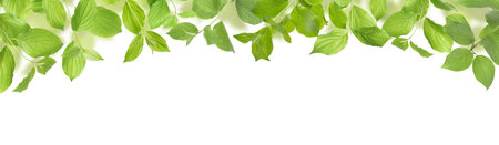 Branches with fresh green leaves on white background