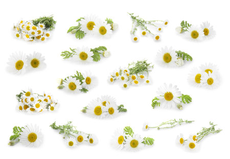 Beautiful chamomile flowers on white background, collageの写真素材