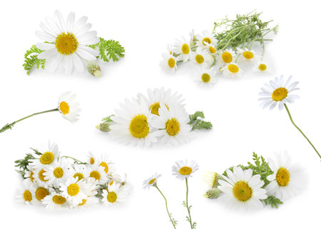 Beautiful chamomile flowers on white background, collageの写真素材