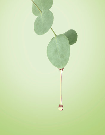 Eucalyptus oil dripping from leaf against light green gradient backgroundの写真素材