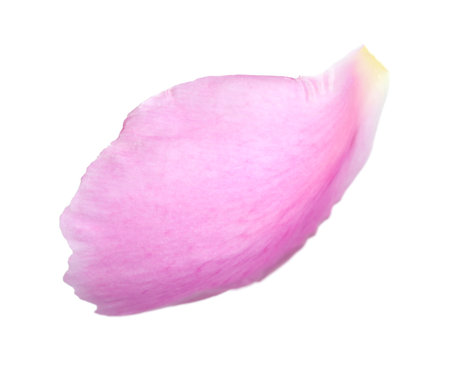 One beautiful peony petal isolated on whiteの写真素材