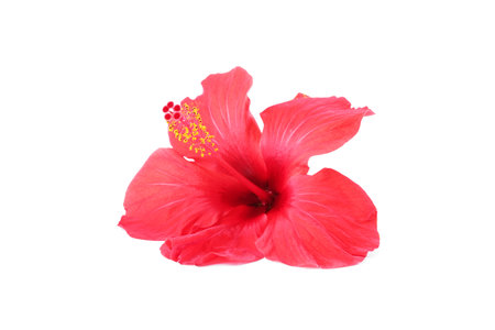 Beautiful red hibiscus flower isolated on whiteの写真素材