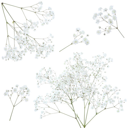 Gypsophila branches with small flowers on white background, collageの写真素材
