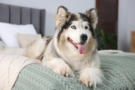 Cute Alaskan malamute dog on bed at homeの写真素材