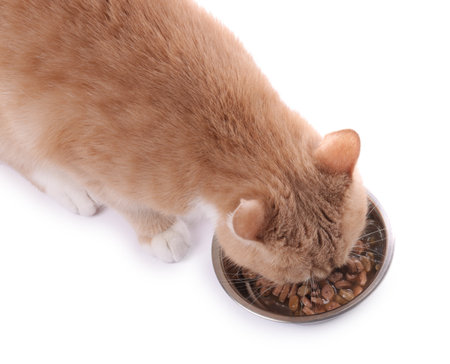 Adorable ginger cat eating pet food from bowl on white backgroundの写真素材