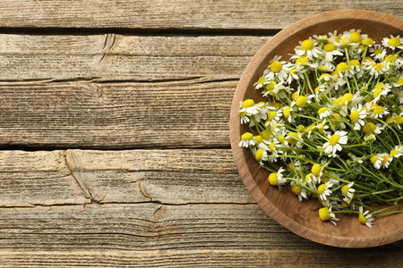Fresh chamomile flowers in bowl on wooden table, top view. Space for textの写真素材
