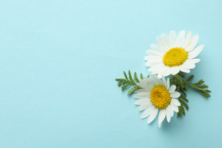 Beautiful chamomile flowers and green leaves on light blue background, flat lay. Space for textの写真素材