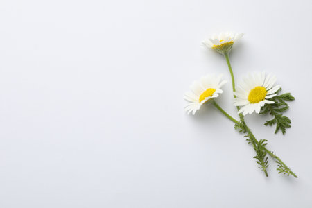 Beautiful chamomile flowers on white background, flat lay. Space for textの写真素材