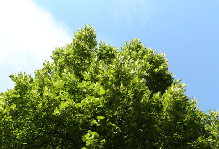 Tree branches with green leaves under blue sky, low angle view