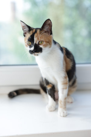 Cute calico kitten on windowsill at homeの写真素材