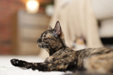 Cute calico kitten on floor at home, closeup