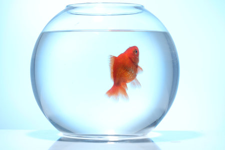 Gold fish swimming in aquarium with clean water on light blue backgroundの写真素材