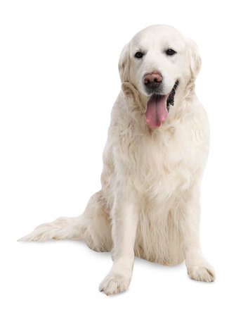 Cute Golden Retriever dog on white background