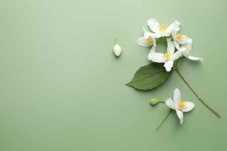 Beautiful jasmine flowers and leaf on green background, flat lay. Space for textの写真素材