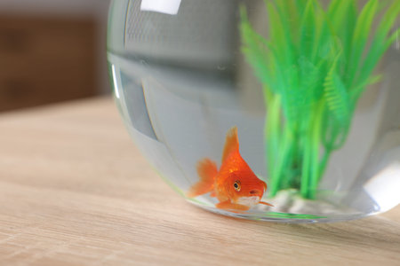 Goldfish in aquarium on table indoors, closeupの写真素材