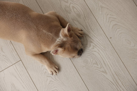 Adorable French bulldog dog lying on floor, top view. Space for textの写真素材