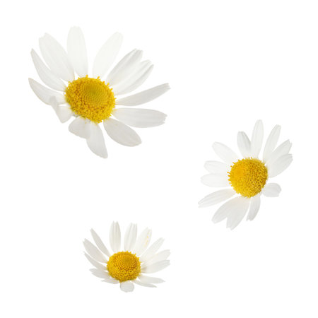 Beautiful chamomile flowers falling on white backgroundの写真素材