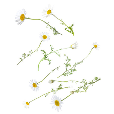 Beautiful chamomile flowers falling on white backgroundの写真素材