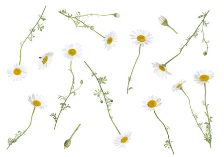 Beautiful chamomile flowers falling on white backgroundの写真素材