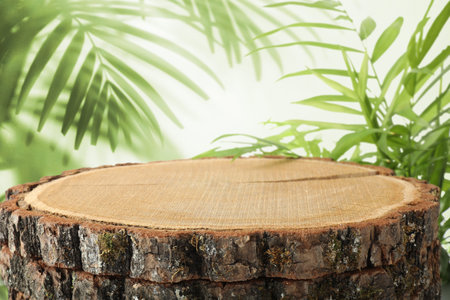 Tree stump as podium for product presentation surrounded by green leaves. Space for designの写真素材
