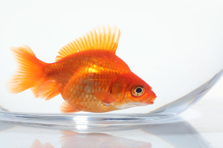 Gold fish swimming in aquarium with clean water on white background, closeupの写真素材