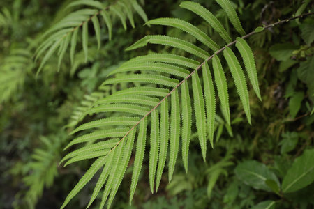 Beautiful fern plant growing in park, closeupの写真素材