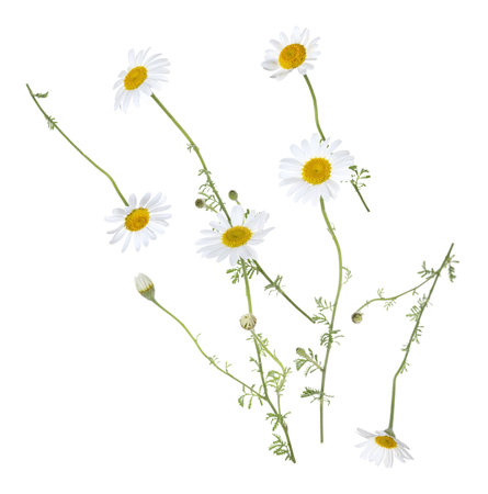 Beautiful chamomile flowers falling on white backgroundの写真素材