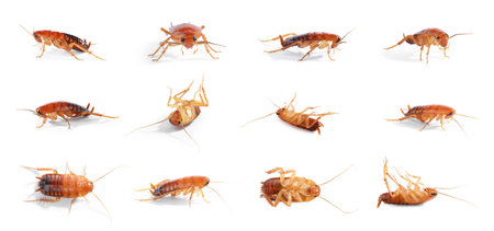 Set of many cockroaches isolated on white