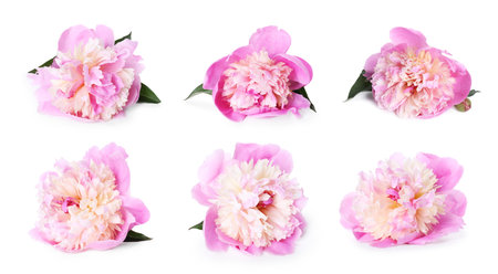 Aromatic pink peony flowers isolated on white, setの写真素材