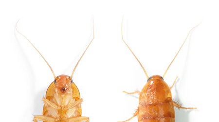 Cockroach on white background. Top and bottom view