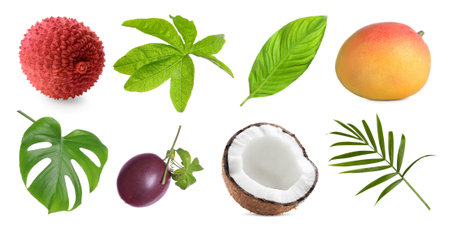 Tropical leaves and fruits isolated on white, setの写真素材