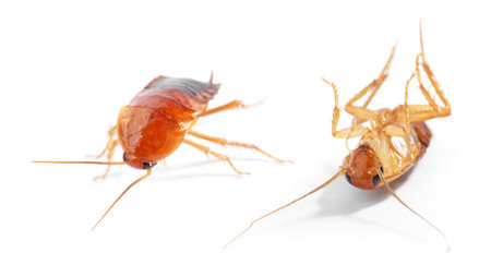 Two cockroaches isolated on white. Pest insect