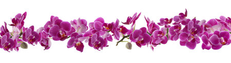 Beautiful orchid flowers on white background, banner designの写真素材
