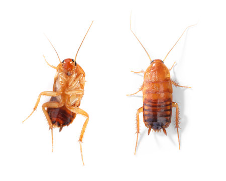 Cockroach on white background. Top and bottom view