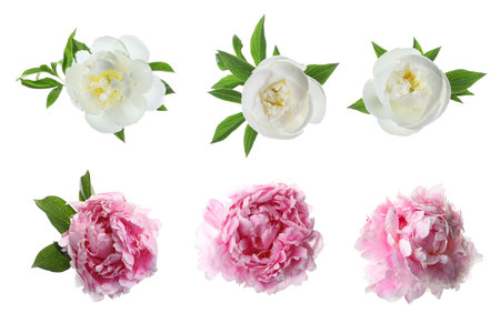 Aromatic peony flowers isolated on white, setの写真素材