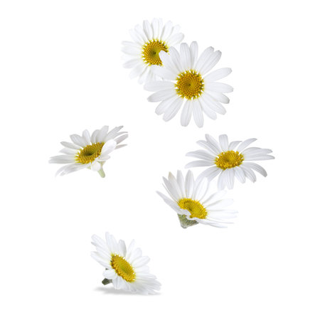 Beautiful chamomile flowers falling on white backgroundの写真素材