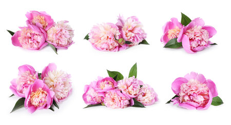 Aromatic pink peony flowers isolated on white, setの写真素材
