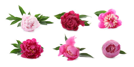 Aromatic pink peony flowers isolated on white, setの写真素材