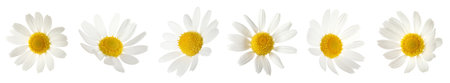Beautiful chamomile flowers on white background, setの写真素材