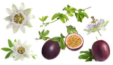 Passion fruits, flowers and green leaves isolated on white, setの写真素材