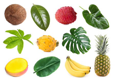 Tropical leaves and fruits isolated on white, setの写真素材
