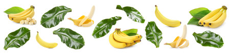 Yummy ripe banana fruits and green leaves on white background, collageの写真素材